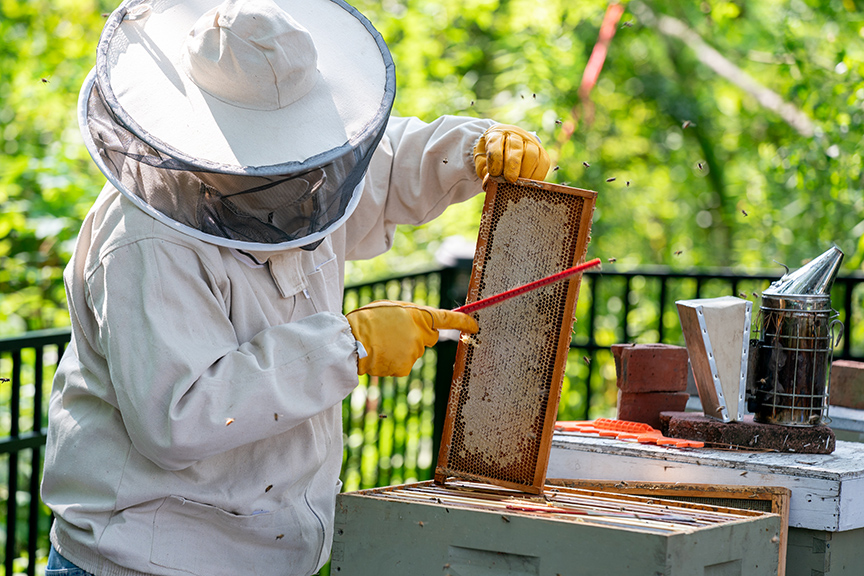 The Buzz Behind Modern Beekeeping