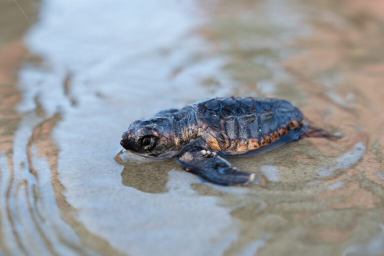 Members of the Kiawah Island Turtle Patrol perform a morning hatch patrol to inventory sea turtle nests 3 days after seeing sings of hatching to count eggs and look for any live turtles still in the nest. Photo taken Thursday, Aug. 11, 2022 on Kiawah Island. Paul Zoeller/Santee Cooper