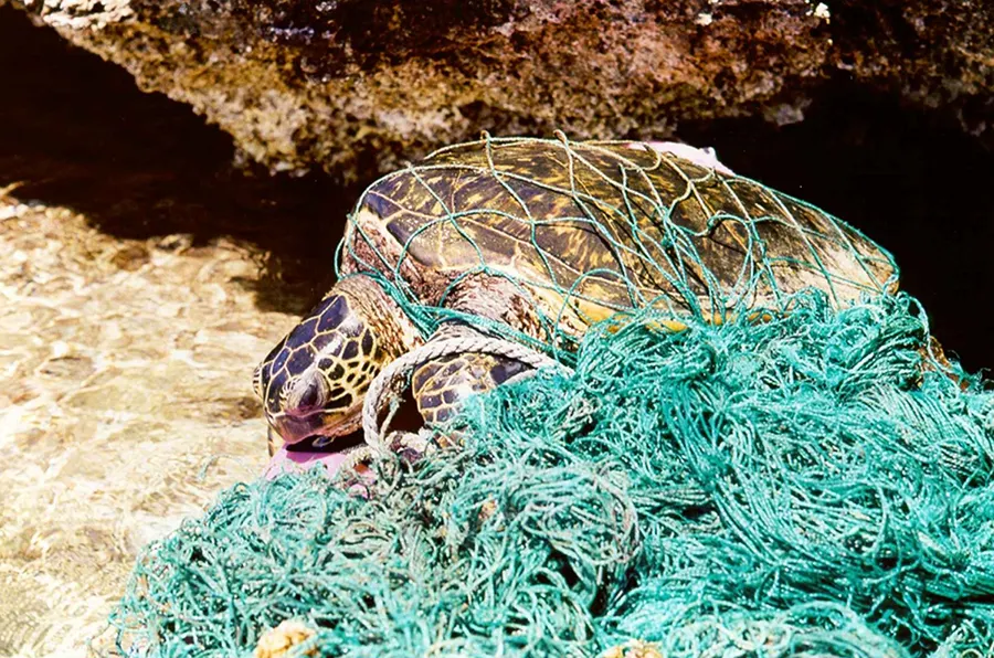 Marine debris can entangle and harm marine organisms. For air-breathing organisms, such as the green sea turtle, entanglement in debris can prevent animals from being able to swim to the surface, causing them to drown