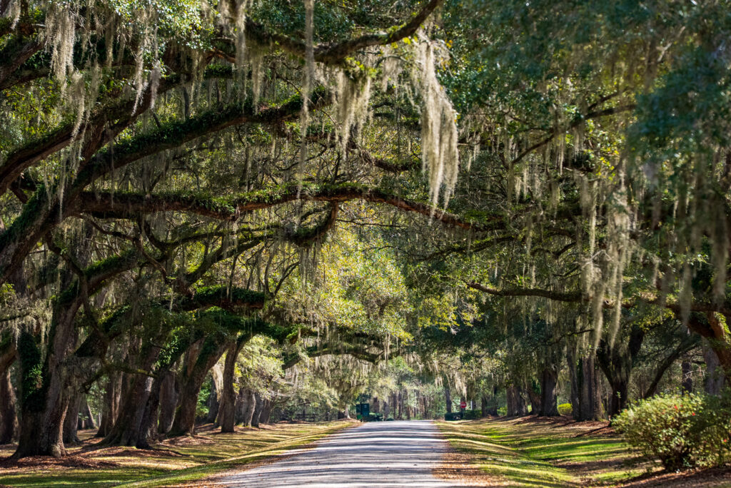 Avenue of oaks